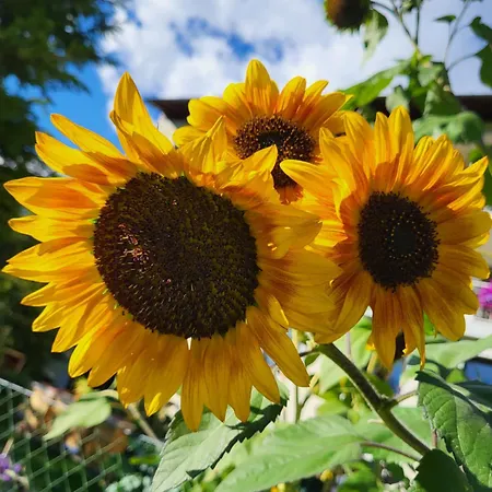 アパート Gaestehaus Herma