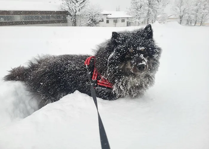 Apartment Gaestehaus Herma