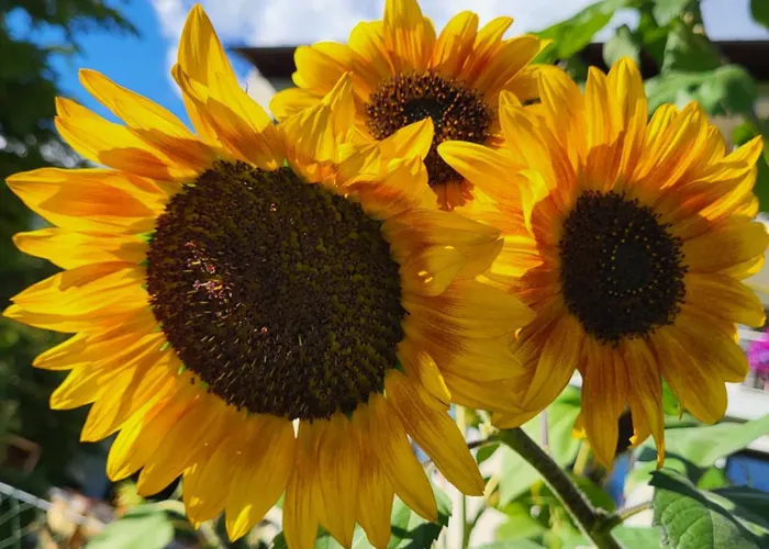 아파트 Gaestehaus Herma